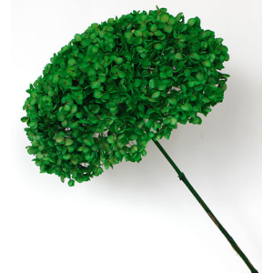 Green Dried Hydrangea | Wholesale Flowers